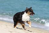 BERGER AUSTRALIEN PUPPIES 087
